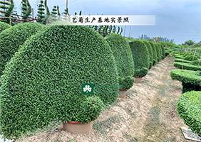 菊花基地之菊花造型一